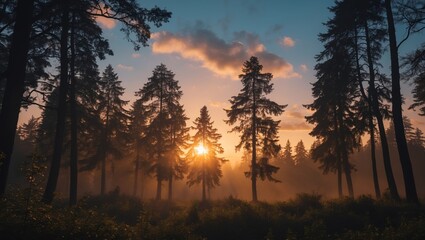 Silhouetted trees in forest against sunrise sky