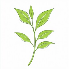 Fototapeta premium green leaves isolated on white background