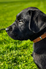 black labrador retriever