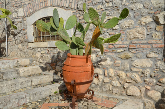 cactus in a clay pot - decoration on the street in Taormina in Sicily
