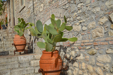 cactus in a clay pot - decoration on the street in Taormina in Sicily