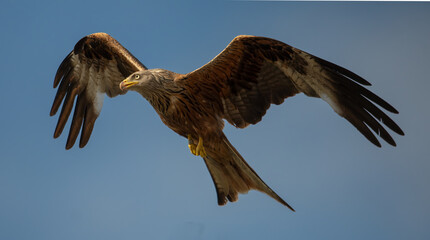red kite in flight
