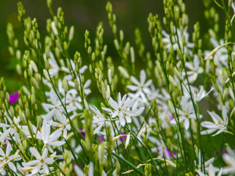 Graslilie (Anthericum liliago)