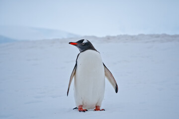 penguin in antarctica © SPARKLINGTRAVEL