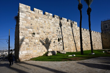 shadow of palm tree on fortress wall