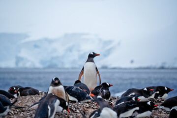 gentoo penguins antarctica © SPARKLINGTRAVEL