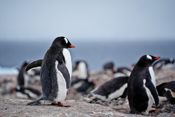 penguins on the rocks