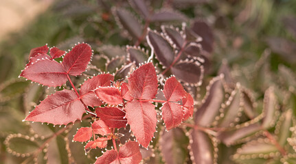 Frost on the leaves of Mahonia aquifolium  evergreen shrub used for decorative landscaping