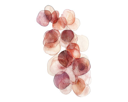 Delicate translucent petals in soft hues of pink and cream, white isolate background.