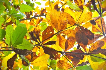 A vibrant tapestry of autumn leaves in varying shades of green, yellow, and brown creates a natural and colorful mosaic
