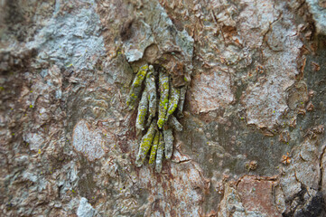 a group of insects attached to a tree trunk