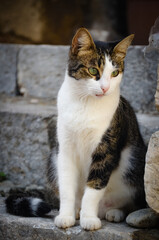 White and gray cat on the street in Taormina, Sicily