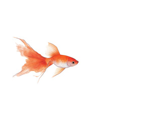 Fototapeta premium Goldfish swimming gracefully, isolated on a white background.