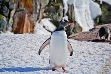 Fototapeta premium standing penguin looking to the right