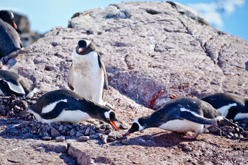 penguins building a nest in antarctica © SPARKLINGTRAVEL