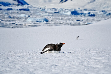 Fototapeta premium lonely lying penguin on belly on ice surface in antarctica