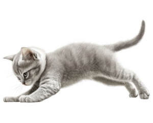 Playful gray kitten stretching on a white background.
