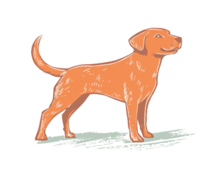 Playful orange dog standing on white background, cartoon style illustration.