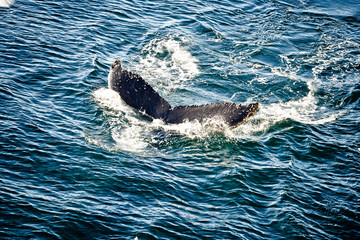Obraz premium Fluke of whale in Antarctica from above