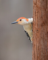 red-bellied woodpecker