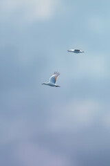 Fototapeta premium seagull in the sky