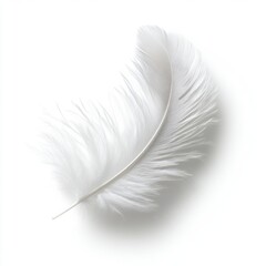 Obraz premium White feather with delicate texture resting lightly on a plain background