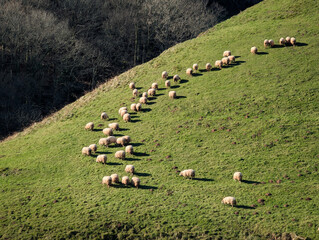 Rebanho de ovelhas numa pastagem montanhosa no País Basco francês