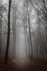 Moody Woodland