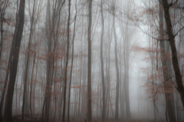 dreamy Woodland  wallpaper