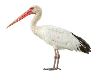 Fototapeta premium White stork bird with black plumage and a long pointed red beak, isolated over transparent background for ornithology and nature-themed design projects, PNG cut-out