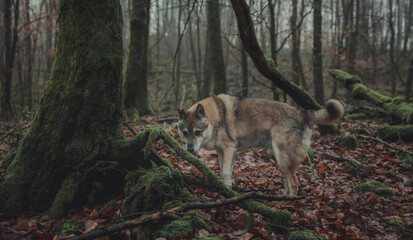 Fototapeta premium nature animals dogs outdoors