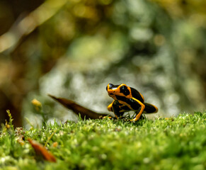 gros plan d'une grenouille tropicale, dans un bokeh très artistique