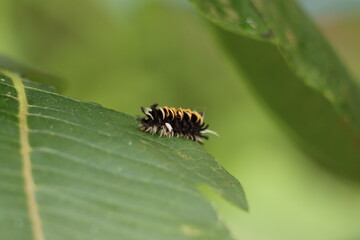 A milkweed tussock caterpillar on a milkweed leaf