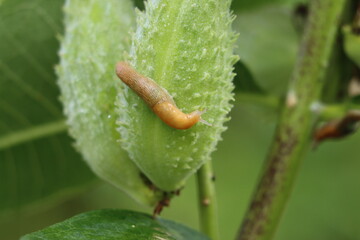 A slug crawling on a milkweed seed pod