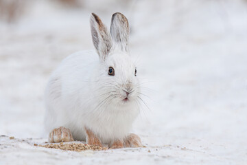 White Snowshoe hare or Varying hare close-up sitting in the snow in a Canadian winter