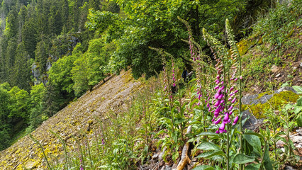 Sentier des Roches dans les Vosges massif du Hohneck - France 