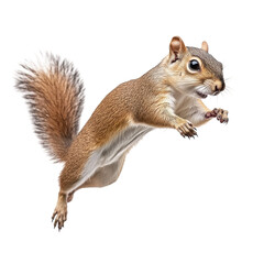 Obraz premium Jumping Grey Brown Squirrel Isolated on a White Background for Nature and Wildlife Use on transparent background