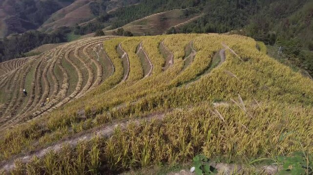 Landscape of Long Ji Rice Terrace (Dragon Bone Terrace) in autumn season with farmers havesting in the fields