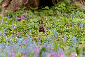 北海道　エゾリス　リス　げっ歯類　哺乳類　エゾリー　花　エゾサンゴク　カタクリ　栗鼠	
