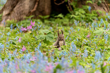 北海道　エゾリス　リス　げっ歯類　哺乳類　エゾリー　花　エゾサンゴク　カタクリ　栗鼠	
