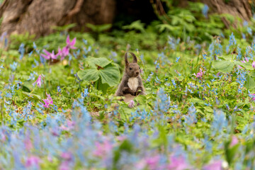 北海道　エゾリス　リス　げっ歯類　哺乳類　エゾリー　花　エゾサンゴク　カタクリ　栗鼠	
