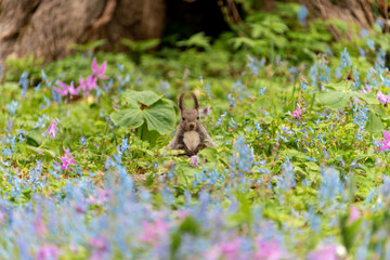 北海道　エゾリス　リス　げっ歯類　哺乳類　エゾリー　花　エゾサンゴク　カタクリ　栗鼠	
