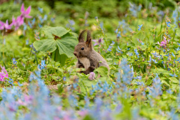 北海道　エゾリス　リス　げっ歯類　哺乳類　エゾリー　花　エゾサンゴク　カタクリ　栗鼠	
