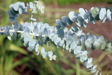 Closeup of Argyle Apple foliage, Norfolk England
