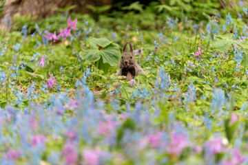 Obraz premium 北海道 エゾリス リス げっ歯類 哺乳類 エゾリー 花 エゾサンゴク カタクリ 栗鼠 
