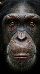 Close up of face of a Chimpanzee Monkey, Animal, Zoom In, Zoomed Portrait
