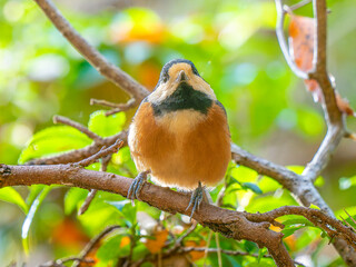枝にとまるヤマガラ