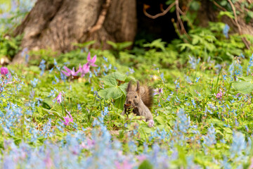 北海道　エゾリス　リス　げっ歯類　哺乳類　エゾリー　花　エゾサンゴク　カタクリ　栗鼠	
