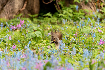 北海道　エゾリス　リス　げっ歯類　哺乳類　エゾリー　花　エゾサンゴク　カタクリ　栗鼠