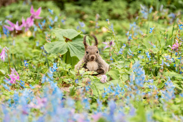 北海道　エゾリス　リス　げっ歯類　哺乳類　エゾリー　花　エゾサンゴク　カタクリ　栗鼠